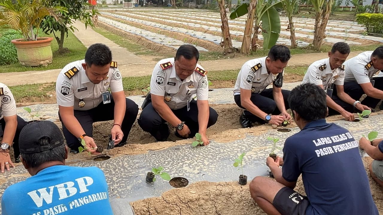 Bekali Lifeskill Warga Binaan, Lapas Pasir Pangarayan Tanam 850 Terong Ungu